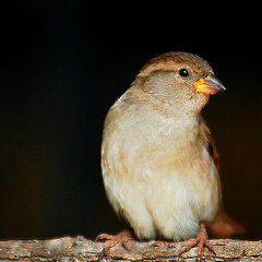 photo "Birdy"