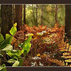 photo "Solar glade"