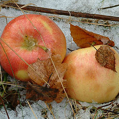 фото "Светят прощальным светом яблоки на снегу"