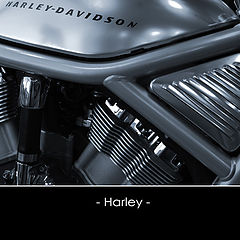 photo "- Harley -"