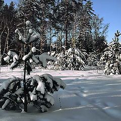 фото "Лесная опушка"