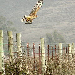 photo "dinner flight"