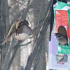 photo "Let me have some food too!"