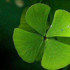 фото "seed-pearls in four-leaf clover"