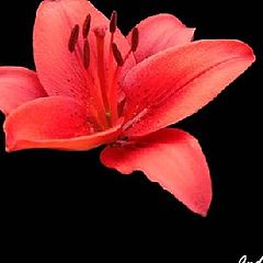 фото "spring"