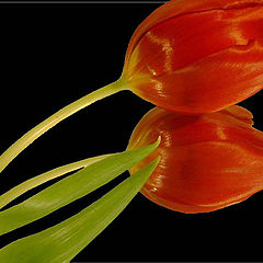 photo "Tulpen"