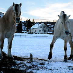 фото "Together forever IV"