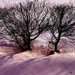 photo "three trim tree"