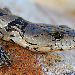 photo "Lizard Portrait"