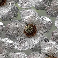 photo "silver anemones"