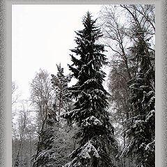 photo "Winter dream"