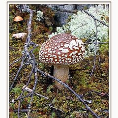 photo "Testaceous fly-agaric"