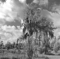 фото "Swamp Scene"