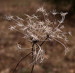 photo "The Final Farewell"