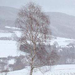 photo "Winterliche Baumansicht"