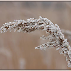 фото "Зимние зарисовки"