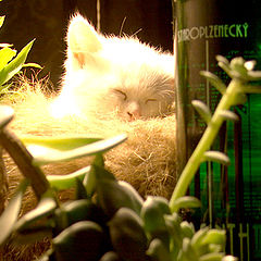 photo "Absinth cat"