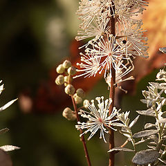 photo "tiarella"