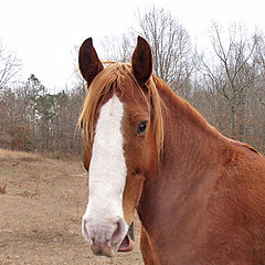 фото "The First "Horse Whisperer""