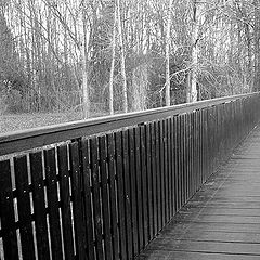 photo "The Dog And The Bridge"