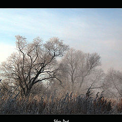 фото "Silver Dust"