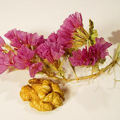 photo "Dead flower and slice of a brain"