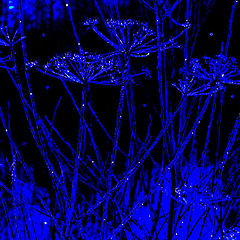 photo "My blue fanstasy"