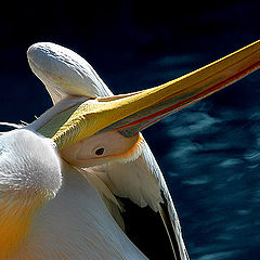 photo "Under a Wing"