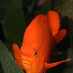 фото "Золотая Рыбка"