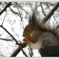 photo "Squirrel"