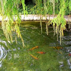 photo "Golden Fishes."