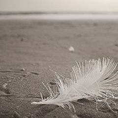 фото "vestige"