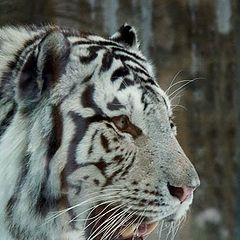 photo "White Tiger"