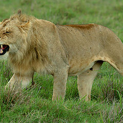 photo "The Lion"