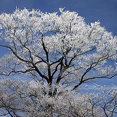 фото "Frosty Tree"