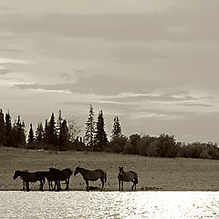 photo "horses"