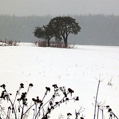 photo "Lonely trees among the big field"