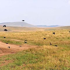 photo "Rooks have departed"