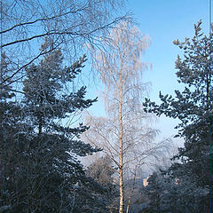 photo "White birch"