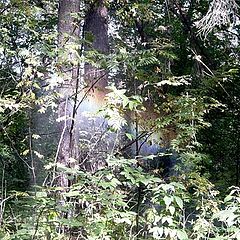 photo "Rainbow in bushes"