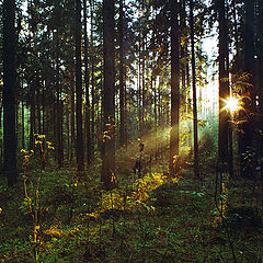 photo "Summer Forest"