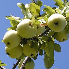 photo "Apples."