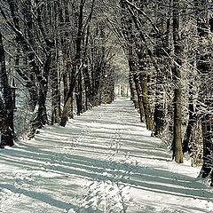 фото "Winter boulevard"