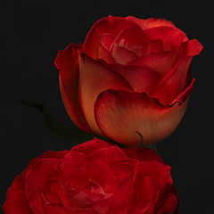 фото "Desert Roses"