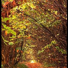 фото "colour of fall"