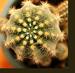 photo "Cactus"