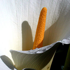 photo "arum lily"