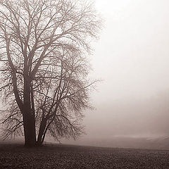 photo "Early Morning"