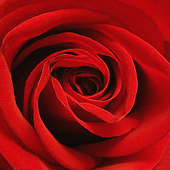 photo "Rose"