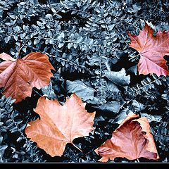 photo "Game by color a SERIES LEAVES"